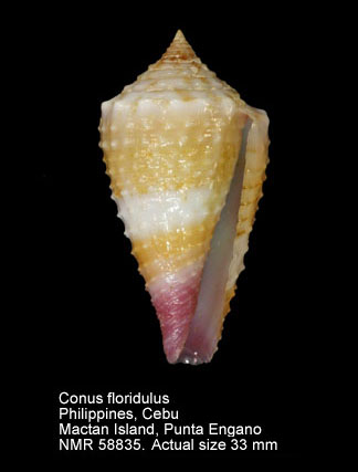 Conus floridulus.jpg - Conus floridulusA.Adams & Reeve,1848